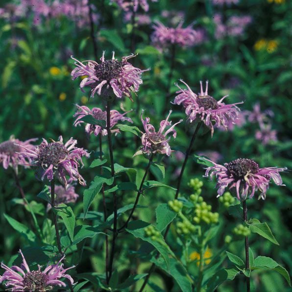 WILD BERGAMOT